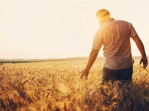 Lebanon: Wheat Farmers Reap Fields Amid Food Crisis