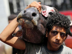 ملك جمال الأضاحي.. مبروك