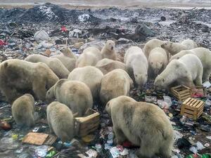 مخلفات طعام البشر تشكل خطراً على الدببة القطبية