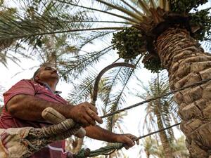 تحدّي في العراق من أجل الحفاظ على النخيل