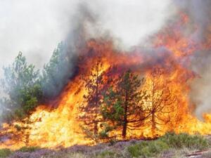 الجزائر ترسل معدات لتونس لمساعدتها بإخماد حرائق ضخمة