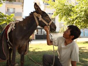 ياباني ينهي جولة واسعة بتركيا على ظهر حمار