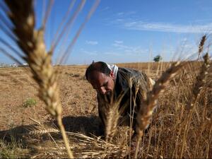 أزمة غذاء عربية.. الجوع أبو الكفار