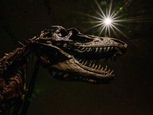 طرح هيكل عظمي نادر لديناصور بمزاد بنيويورك