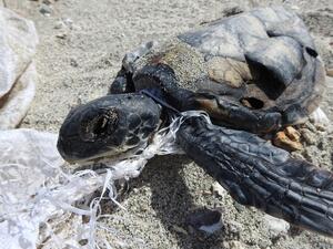 Environment Society Of Oman Protect Nesting Turtles In Masirah Island From Ghost Fishing
