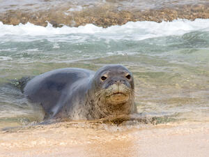 Monk Seal
