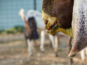 Uganda steps up fight against Zoonoses