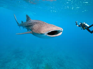 whale sharks