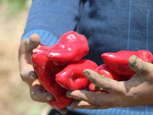 بدء موسم حصاد الفلفل الأحمر بتركيا