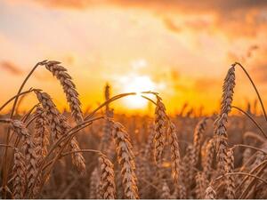 17 سفينة في موانئ اوكرانيا