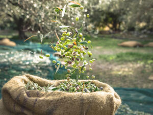 olive harvest