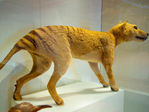 Tasmanian Tiger
