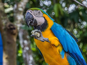 Macaw parrot 