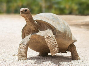 giant tortoise