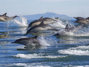 dolphins 