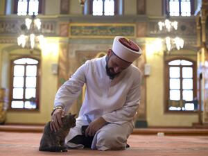 فتاوى ديليفري