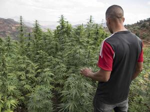 Cannabis production in Morocco 