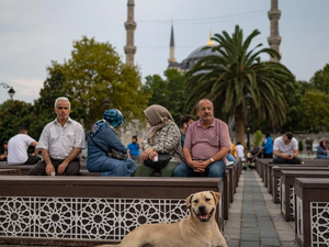 Dogs mingling among the people 