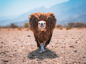 Oman takes important steps to progress the conservation of endangered vulture species in Oman 