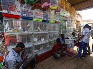 سوق العصافير التاريخي بالسودان.. وجهة عشاق الطيور