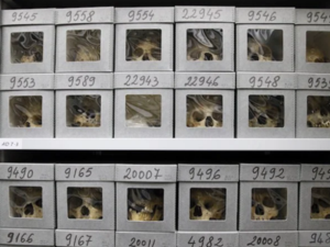 اعلنت فرنسا والجزائر عن اعادة تلك الجماجم بعد اتفاقية وقعتها الحكومتان يوم 26 يونيو لعام 2020