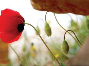 مشهد لنبتة من شقائق النعمان