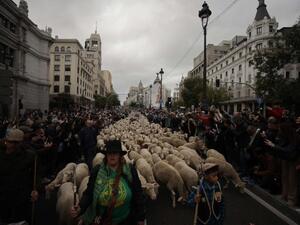الأغنام تغزو مدريد عاصمة إسبانيا 