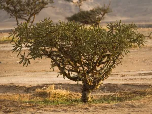 جمعية البيئة العُمانية تحتفي بيوم الشجرة العُمانية من خلال إطلاق لوحة بيانية حول أشجار اللُبان