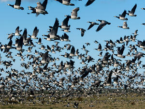 Migratory birds in Estonia 