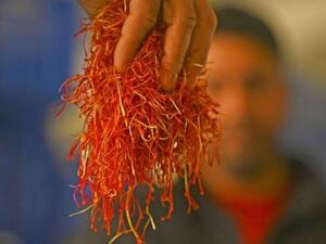 قطف زهور الزعفران في كشمير