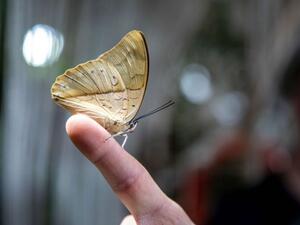 إطلالة على عالم مختلف في حديقة الفراشات بدبي