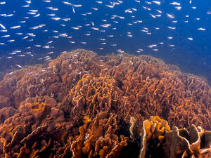 ADQ and Archireef drive innovative solutions to restore Abu Dhabi marine biodiversity