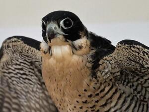 The falcons of Qatar 