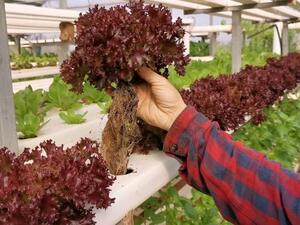 لبنان.. إقبال على المزروعات العضوية 