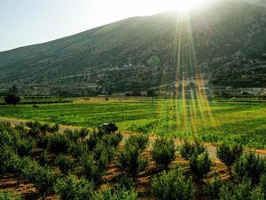 File: An aerial view of cannabis fields in the village of Yamouneh in eastern Lebanon’s Bekaa Valley on July 29, 2020. Photos: Joseph Eid/AFP