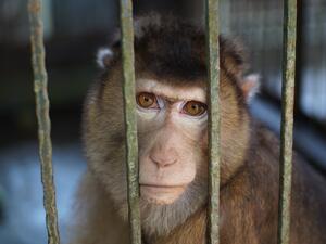 Neuralink  animal testing