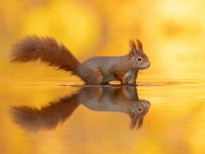 سنجاب يرى انعكاسه على سطح مياه بركة