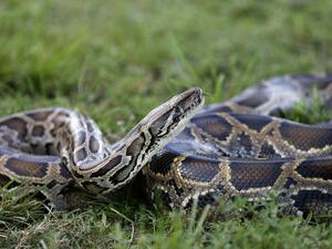 جندي سوداني يتلاعب بأفعى من نوع "أصلة" في الشارع ويضع رأسها في فمه وسط ذهول المواطنين