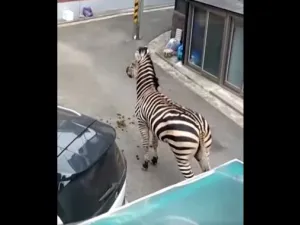 شوهد الحمار الوحشي من خلال مقطع فيديو نشرته محطة إطفاء سيول، يسير في أزقة حول مباني سكنية