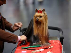 مسابقة تجذب نحو 20 ألف كلب في بريطانيا