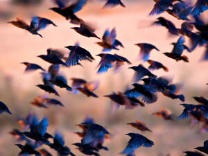 Flock of birds