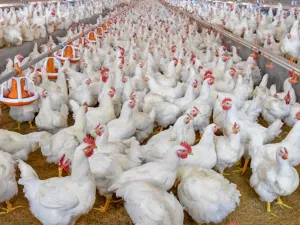  الأردن يوقف استيراد الدجاج لحماية منتجاته من مرض خطير