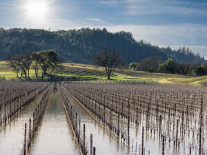 Flooded Vineyard in Sonoma County, CA