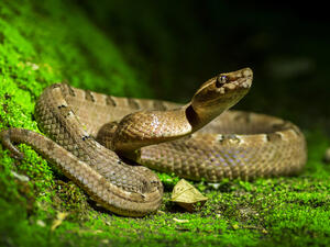 Snake forces aircraft emergency landing