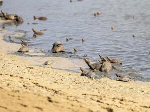 سلاحف وادي شيبة التونسية تقاوم شح المياه