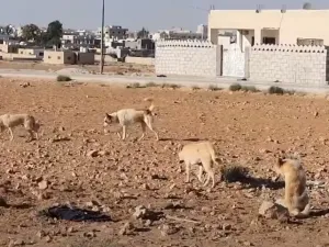 محام وكاتب أردني معروف يقاضي السلطات بسبب عضة كلب ضال