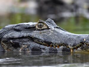 Alligators devours Australian man on hunting trip