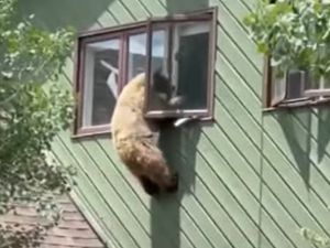 الدب الجائع