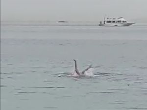 لحظة افتراس سمكة قرش لسائح روسي في مياه الغردقة المصرية (فيديو)