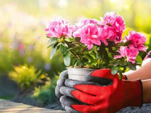 6 أفكار فنغ شوي لترتيب حديقة منزلك